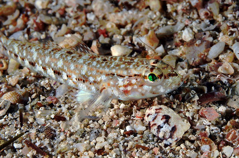 Gobidi di sabbia dell''Asinara